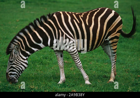 CHAPMAN'S ZEBRA (Equus burchelli chapmani). Marwell Zoo Park, Hampshire, Inghilterra. Foto Stock