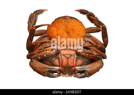 Unione Shore Crab Carcinus maenas - femmina che trasporta le uova (in berry) Foto Stock