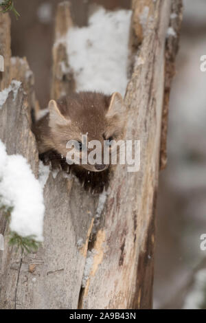 American Martora / Baummarder / Fichtenmarder ( Martes americana ) in inverno la neve, nascondendo in rottura di un albero cavo, guardando curioso, sembra carino, Foto Stock