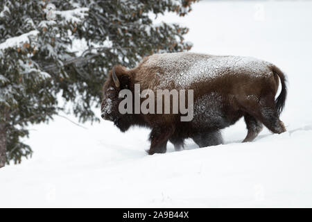 Bisonti americani / Amerikanischer ( Bison bison bison ) in inverno a piedi attraverso la neve, il ghiaccio coperto, duro inverno meteo, Area di Yellowstone, Montan Foto Stock