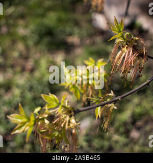 Close up della fioritura ACER NEGUNDO, box elder, boxelder acero, ash-lasciava in acero, ceneri di acero, elf ashleaf o Manitoba sambuco. Russia, Europa Foto Stock