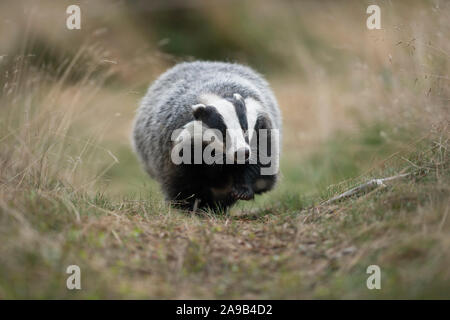 Unione Badger / Europaeischer Dachs ( Meles meles ), animale adulto, camminando lungo un tipico badger il percorso, si avvicina, Scatto frontale, l'Europa. Foto Stock