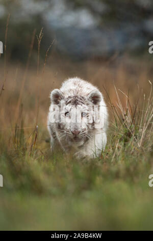 Royal tigre del Bengala / Koenigstiger ( Panthera tigris ), bianco animale, cimentandosi segretamente attraverso l'erba alta di prato, Scatto frontale, a basso punto di vi Foto Stock