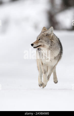 Coyote / Kojote ( Canis latrans ) sull'esecuzione, esecuzione in inverno la neve alta in fuga, appare spaventato, spaventato, Scatto frontale, divertente, Yellowstone NP, U Foto Stock