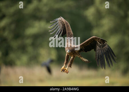 White-tailed Eagle / Sea Eagle / Seeadler ( Haliaeetus albicilla ) giovane adolescente in volo, battenti in, arrivando, con appeso artigli, potente fron Foto Stock