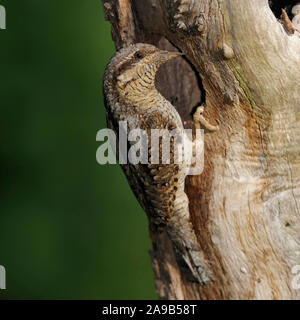 Eurasian spasmodico / Wendehals ( Jynx torquilla ) arroccato nella parte anteriore del suo foro di nidificazione in un marcio tronco di albero, fauna selvatica, l'Europa. Foto Stock