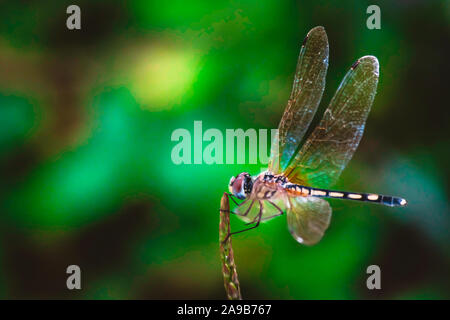 Dragonfly attesa su rami secchi e spazio copia .Dragonfly nella natura. Dragonfly nella natura habitat. Natura bella scena con dragonfly outdoor Foto Stock