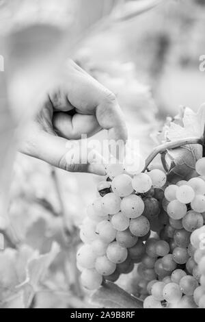 Una raccolta a mano un'uva da un grappolo di uva appeso su una vite ad una vigna. In bianco e nero. Foto Stock