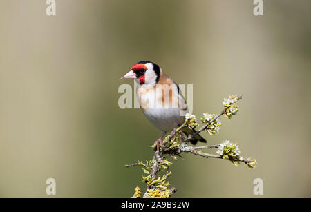 Cardellino, Carduelis carduelis, su un ramo di Prugnolo in primavera, il Galles Foto Stock