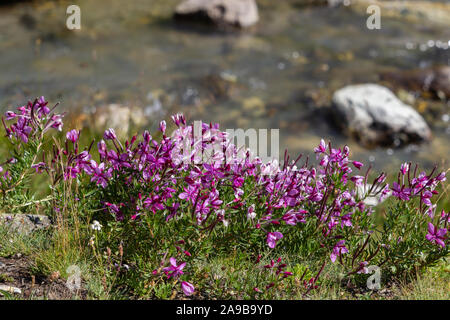 Di fiori alpini Chamaenerion fleischeri (Alpine willowherb) con ruscello di montagna come sfondo. Valle d'Aosta Italia. Foto Stock