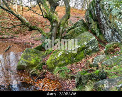 Rocce di muschio e la vecchia quercia da Guisecliff Tarn in Guisecliff Woood vicino ponte Pateley Nidderdale North Yorkshire, Inghilterra Foto Stock