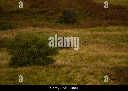 Coul Links Sutherland Scotland Regno Unito Foto Stock