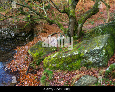 Rocce di muschio e la vecchia quercia da Guisecliff Tarn in Guisecliff Woood vicino ponte Pateley Nidderdale North Yorkshire, Inghilterra Foto Stock