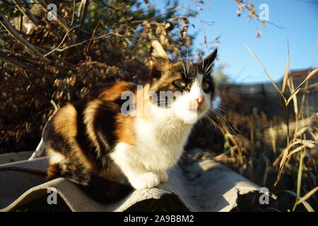 Tricolore kitty resto nel soleggiato giardino, animali domestici relax, Maneki Neko cat. Foto Stock