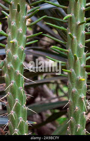 Primo piano su cactus spinoso. Primo piano dettagliato sul cactus. Macro shot mostra come le foglie morbide vengono sostituite con spine prickly Foto Stock