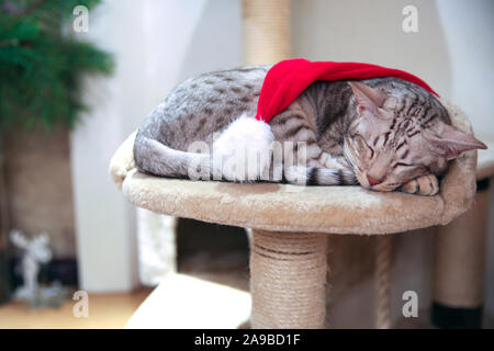 Cat indossando santa hat adorabili dormendo. Sfondo di natale. Accogliente vacanze invernali. Foto Stock