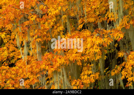 Acero Bigleaf (Acer macrophyllum) in autunno con il lichen, Alsea, picco di Marys per Pacific Scenic Byway, Oregon Foto Stock