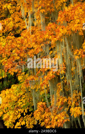 Acero Bigleaf (Acer macrophyllum) in autunno con il lichen, Alsea, picco di Marys per Pacific Scenic Byway, Oregon Foto Stock