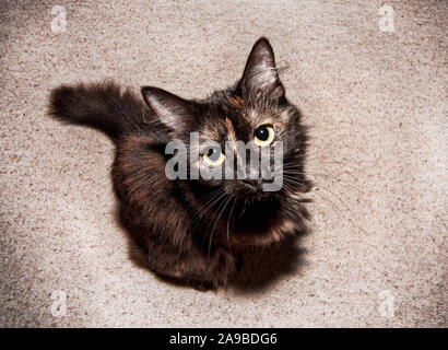 Tartaruga capelli lunghi gatto seduto sul pavimento con grandi occhi Foto Stock