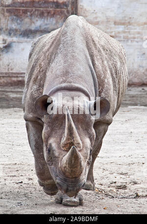 Rhino che vivono in cattività nel giardino zoologico Foto Stock