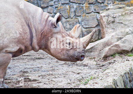 Rhino che vivono in cattività nel giardino zoologico Foto Stock