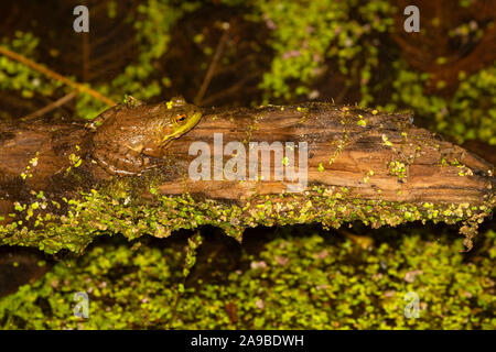 Northern red-gambe (rana Rana aurora), Ankeny National Wildlife Refuge, Oregon Foto Stock