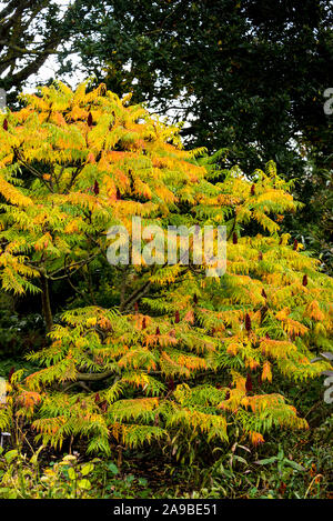 Rhus typhina dissecta, cut-lasciava in feste di addio al celibato il corno, sumach Rhus hirta 'Laciniata' , Rhus typhina f. laciniata, Anacardiaceae. Autunno Autunno a colori. Foto Stock