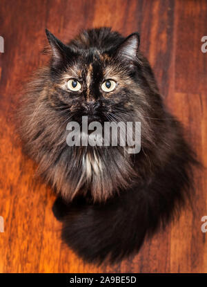 Tartaruga capelli lunghi gatto seduto sul pavimento con grandi occhi Foto Stock