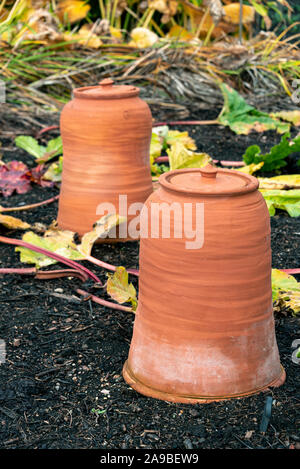 Rabarbaro in terracotta costringendo pentole, o vasi in uso su una cucina tipica o orto. Foto Stock