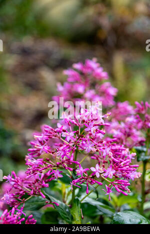 Fuchsia Arborescens, Onagraceae, fucsia arborea, albero fucsia. Coloratissimi fiori di colore rosa. Foto Stock