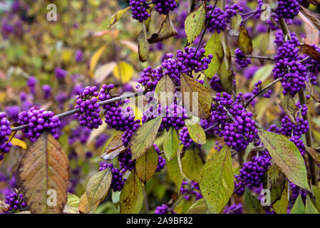Callicarpa bodinieri giraldii, profusione,Lippenblütler,beautyberry profusione,giraldii profusione. Viola autunno bacche Foto Stock
