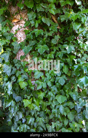 Edera (Hedera helix) che si arrampica sul tronco di albero. Inghilterra, Regno Unito Foto Stock