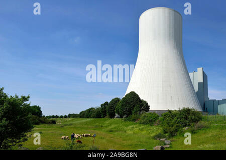 01.06.2019, Duisburg, Renania settentrionale-Vestfalia, Germania - un gregge di pecore al pascolo davanti alla torre di raffreddamento del STEAG la produzione combinata di calore e di elettricità pl Foto Stock