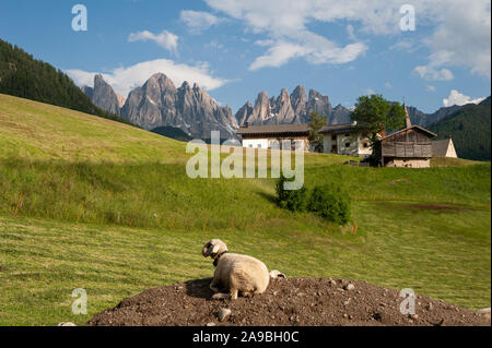 20.06.2019, Villnoess, Alto Adige, Italia - pecore nel parco di natura Villnoesstal con le montagne delle Dolomiti e Puez Geislergruppe. 0SL190620D01 Foto Stock