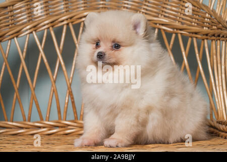 Grazioso cucciolo di Pomerania in miniatura Spitz Zwergspitz o Spitz Nana su una sedia. Un cane di piccola taglia è di due mesi. Foto Stock