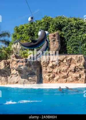 Spettacolo di Delfini nel Loro Parque, Tenerife, Spagna Foto Stock