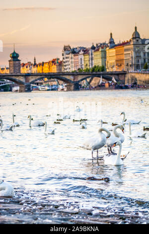 Cigni sulla riva del fiume Vltava con Praga riverbank in background Foto Stock