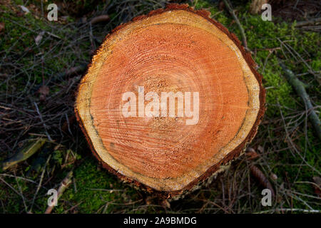 Gli anelli annuali nel tronco di un larice Foto Stock