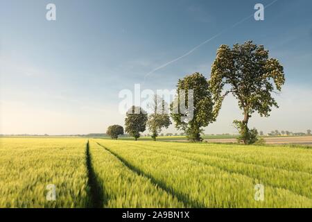 Blossoming chestnut tree on a grain field. Spring landscape at dawn. Foto Stock