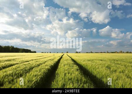 Spring landscape of field of grain at dusk. Foto Stock