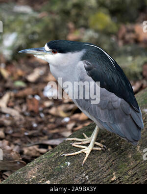 Nero notte incoronato-heron uccello adulto closeup arroccato su di un registro e visualizzare il suo corpo, piumaggio, la testa, il becco, occhio, piedi e godendo le sue circostanti e Foto Stock