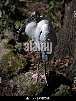 Cicogna in legno bird in piedi sulle rocce la sua esponendo il suo corpo, testa, occhio, becco lungo collo bianco e nero del piumaggio nel suo ambiente e dintorni. Foto Stock