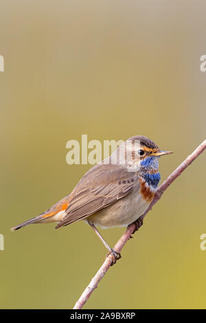 Blaukehlchen, Pettazzurro, Luscinia svecica, Luscinia svecicus, Foto Stock