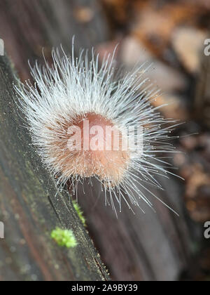 Spinellus fusiger, noto come il cofano stampo, crescendo su Mycena haematopus, noto come il sanguinamento casco fairy Foto Stock