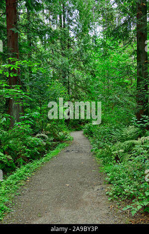 Un sentiero attraverso la foresta verde vegetazione su Vancouver Island British Columbia Canada Foto Stock