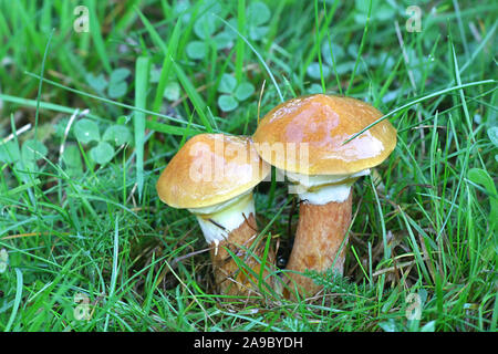 Suillus grevillei, noto come Greville's bolete o bolete larice, selvatici funghi commestibili dalla Finlandia Foto Stock