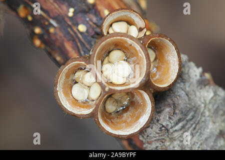 Crucibulum laeve, noto come common bird's-nest fungo o bird's Nest, funghi selvatici dalla Finlandia Foto Stock