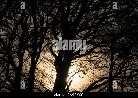 Luce di sole, faggio (Fagus), Oberweser; Germania; Tedesco; l'Europa Foto Stock