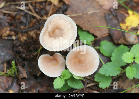 Mycena pura, noto come il cofano lilla, fungo velenoso dalla Finlandia Foto Stock