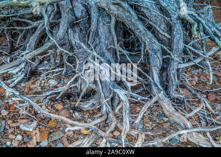 Alla base della struttura sono esposte le radici da erosione al Lago Lanier, Georgia durante un periodo di siccità in autunno Foto Stock